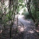 Top path. May 2014. Cambridge Tree Trust